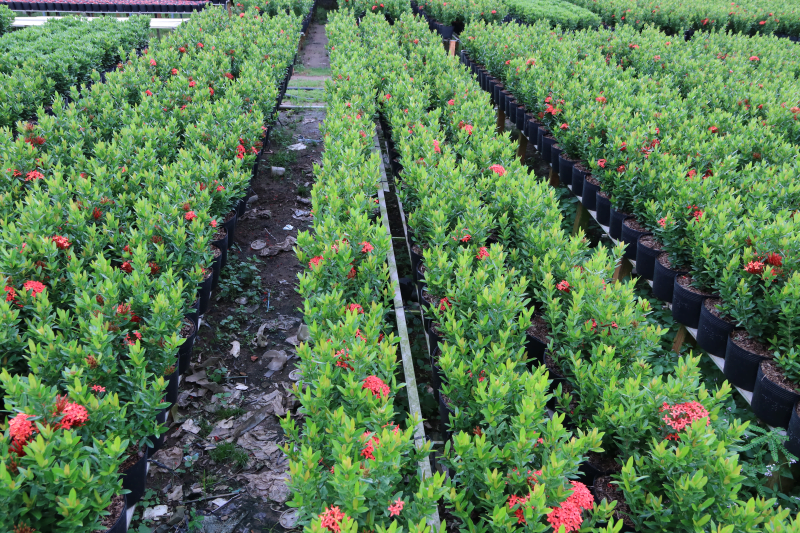 Hoa Trang Thái Đỏ (Mẫu Đơn Thái) | Cty Cây Xanh Đông Thuận Đông