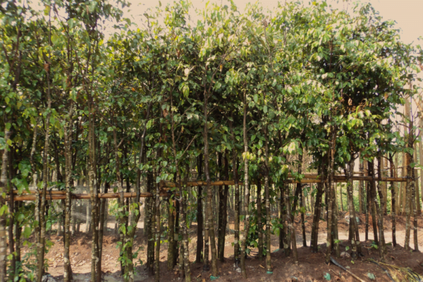 Hình Ảnh Cây Sao Đen - Cây Bóng Mát - Cty TNHH Cây Xanh Đông Thuận Đông